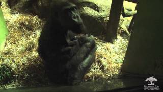 Baby Gorilla at the Pittsburgh Zoo amp PPG Aquarium [upl. by Daney]