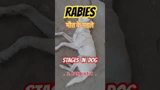 Rabies signs in dogs Stages of Rabies in Dogs [upl. by Hardej]