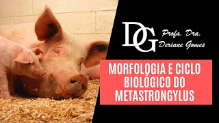 100 Morfologia e Ciclo Biológico do Metastrongylus [upl. by Isolda]