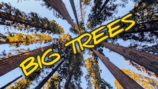 Calaveras Big Trees State Park [upl. by Howzell954]