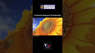 The Fibonacci sequence and the Golden Ratio fibonacci vcankanpur goldenratio maths learning [upl. by Lenny]