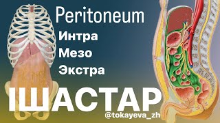 Ішастар Peritoneum 1 бөлім [upl. by Renrew645]