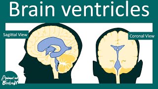 Brain ventricles  Cerebrospinal Fluid flow  Hydrocephalus  USMLE [upl. by Michigan]