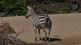 Mind Blowing Animals Pooping Moments Caught on Camera [upl. by Llerdnek533]