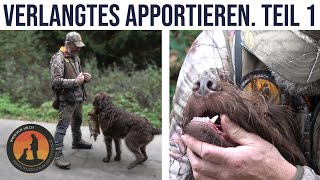 Dem Hund das Apportieren stufengerecht beibringen  Hundeschule UB [upl. by Akirderf859]