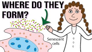 Why and where do senescent cells form [upl. by Laved98]