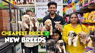 CHEAPEST amp NEW BREED PET SHOP🐕 HYDERABAD IN TELUGU pets [upl. by Draw964]