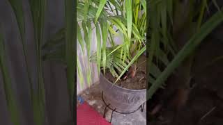 Areca palm care tips shortsmonsoon care of areca palm [upl. by Giana167]