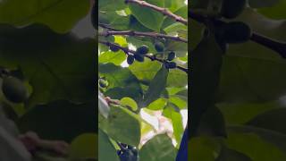 Arabica coffee plant  Ayurveda and Spice Garden in Kerala Kerala garden nature coffee [upl. by Endaira]