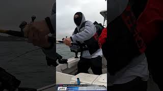 Halibut Trolling 20 Minutes In and Boom Fish On San Francisco Bay Paradise Cove [upl. by Leind282]