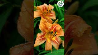 Lily লিলি easy to care summer flowering plant gardeningshorts [upl. by Bibah]