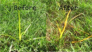 Kill Nutsedge  Toughest Lawn Weed  Sedgehammer amp other option [upl. by Navaj]