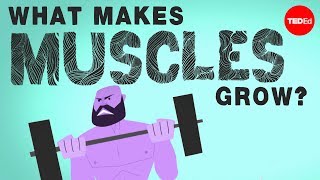 What makes muscles grow  Jeffrey Siegel [upl. by Oribel]