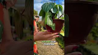 4 Plantas pra Sombra 🪴 plantas donadecasa jardim casa [upl. by Eelrahc821]