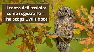 Il canto dellassiolo come registrarlo  The Scops Owls hoot [upl. by Etteraj]