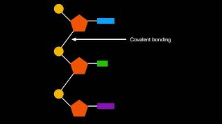 A123 Sugarphosphate bonding as the backbone of DNA and RNA [upl. by Leilani917]