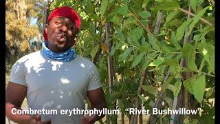 Combretum erythrophyllum “River Bushwillow” [upl. by Digirb]