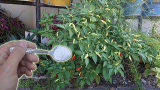 How To Make Baking Soda Pesticide and Fungicide Spray  Gardening Tips [upl. by Ardeen820]