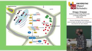 PRODUCCIÓN DE ANTICUERPOS MONOCLONALES EN PLANTAS [upl. by Uos426]