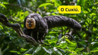 A Vida Secreta dos Cuxiús nas Copas da Amazônia [upl. by Hal]