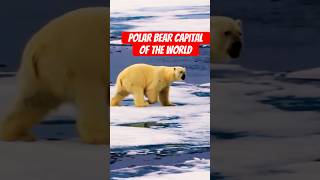 Inside the Polar Bear Capital of the Worldtrending canada shorts [upl. by Ahsyia898]