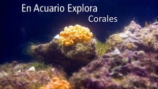 Corales mucho más que colores vivos y hermosos  Acuario  Parque Explora [upl. by Kin]