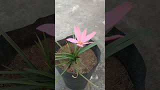 Rain lily mein jabardasth flowering aaya 🌸  shorts youtubeshorts vlog [upl. by Eamanna]