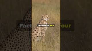 5 Quick Facts About Cheetahs 🐆✨ cheetah [upl. by Pournaras]