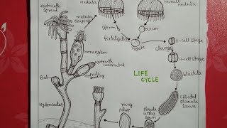 Life cycle of obeliabsc notes [upl. by Sankaran]