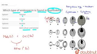 Which type of endosperm is found in Asphodelus [upl. by Cavanagh]