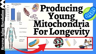 Producing Young Mitochondria Accessible For Everyone  Mitochondrial Transplantation For Longevity [upl. by Kellsie633]