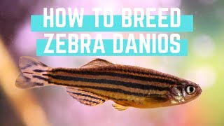 How to Easily Breed Zebra Danios [upl. by Mihar899]