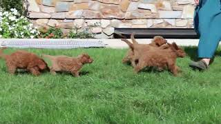 Goldendoodle Puppies For Sale [upl. by Essyle964]