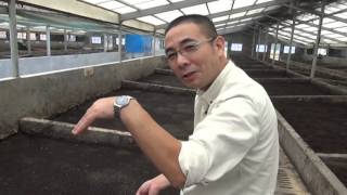 Hangzhou Tianyuan Agriculture Company rearing fly larvae in pig manure [upl. by Devehcoy508]