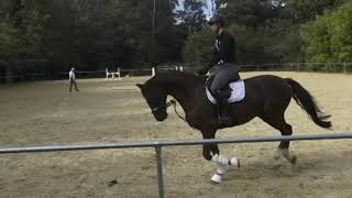 BM Sportpferde Demirel aus Dinaro dressage horse in motion geb 2012 Kohlfuchs 172 erste Sprünge [upl. by Domella]