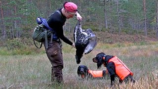 Skogsfugljakt I Tiurens Rike 2 capercaillie and black grouse hunting [upl. by Enirehtakyram]