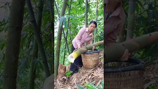 Workers in the bamboo forest a live demonstration of bamboo harvesting and processing [upl. by Oguh]