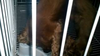 Cocker Spaniel Dog For Adoption  4 Years Co Co from Kuch [upl. by Bartel]