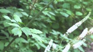 Plant portrait  Black cohosh Actaea racemosa [upl. by Sontag37]