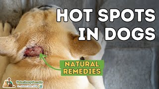 Hot Spots In Dogs Natural Home Remedies [upl. by Relda]