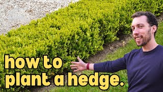 How To Plant a Hedge and save money doing it [upl. by Bixler434]