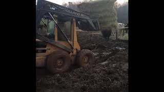 New Holland L555 skid steer loader feeding cows in the mud [upl. by Lumpkin]