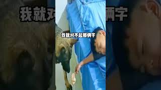 狗：我得对得起我背上这两个字搞笑 解压 搞笑配音 animals [upl. by Nivrag]