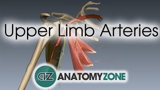 Upper Limb Arteries  Arm and Forearm  3D Anatomy Tutorial [upl. by Gladdie674]