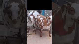 Har Mahine Bakra Ka 8 se 10 Kg Wajan Badhaye trending viralvideo shortvideos ytshorts farming [upl. by Ateuqal865]