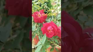 Patjhad savan Basant bahar 6 naturebeauty flowers avikavlogs trending shorts [upl. by Llerrom269]