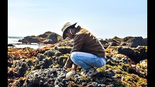 Coastal foraging for beginners EASIEST shellfish to forage  Making RISOTTO [upl. by Turrell]