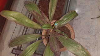 Dracaena Cordyline plant care tips  Propagation  Repotting [upl. by Ayna]