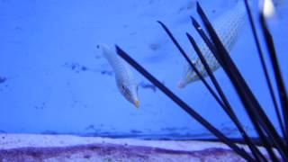 Oxymonacanthus halli  Red Sea Harlequin Filefish  acclimated eating Spectrum Pellets [upl. by Amadas]