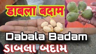 Dabala Badam  Baksho Badam  Sterculia Foetida Indian Wild Almond  Wild Almond JavaOlive [upl. by Huldah]